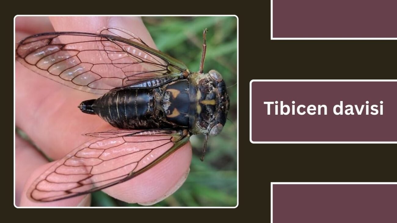 Tibicen davisi (Neotibicen davisi)