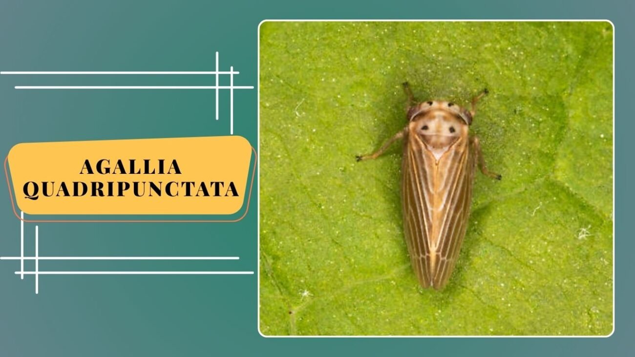 Agallia quadripunctata
