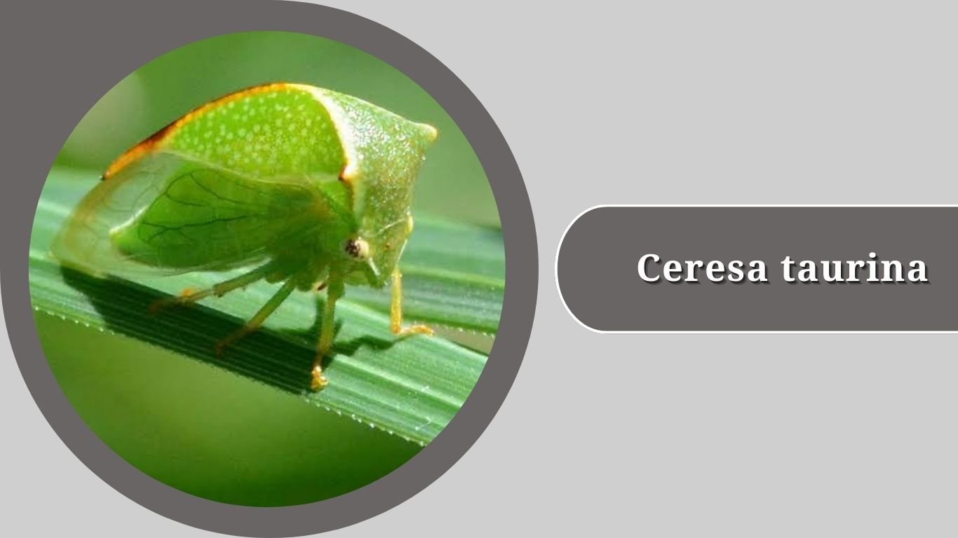 Treehopper Types 15 Types of Treehopper: Identification with Pictures