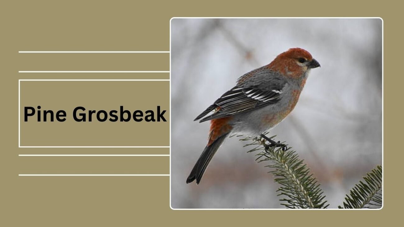 Pine Grosbeak