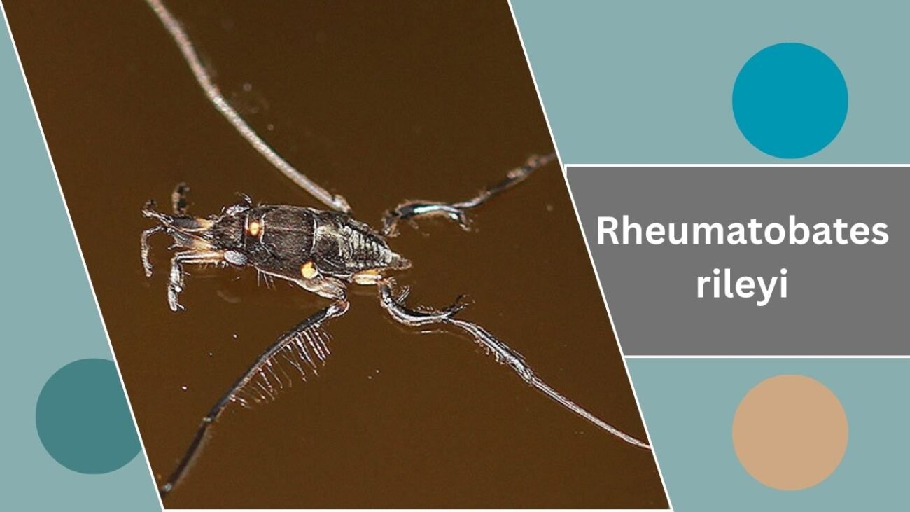 Rheumatobates rileyi