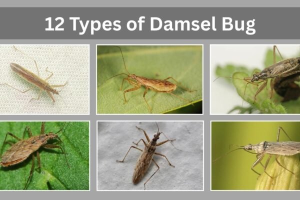 12 Types of Damsel Bug