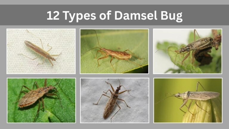 12 Types of Damsel Bug