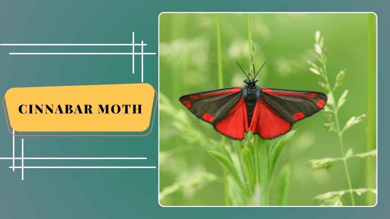  Cinnabar Moth (Tyria jacobaeae)