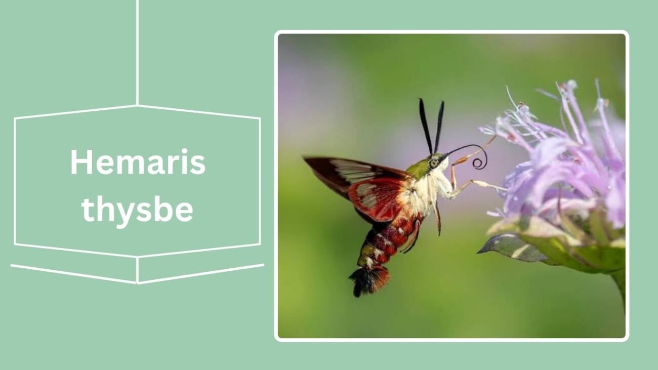 Hemaris thysbe (Hummingbird Clearwing)