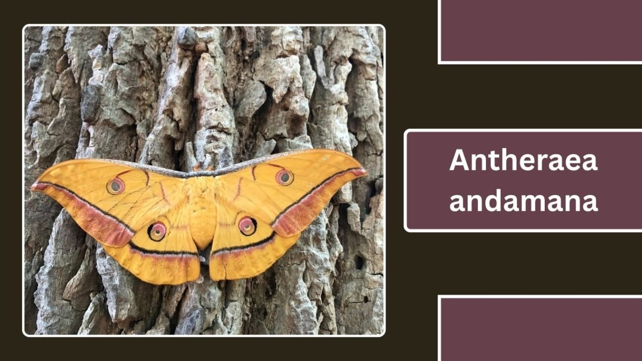 Antheraea andamana (Andaman Silk Moth)