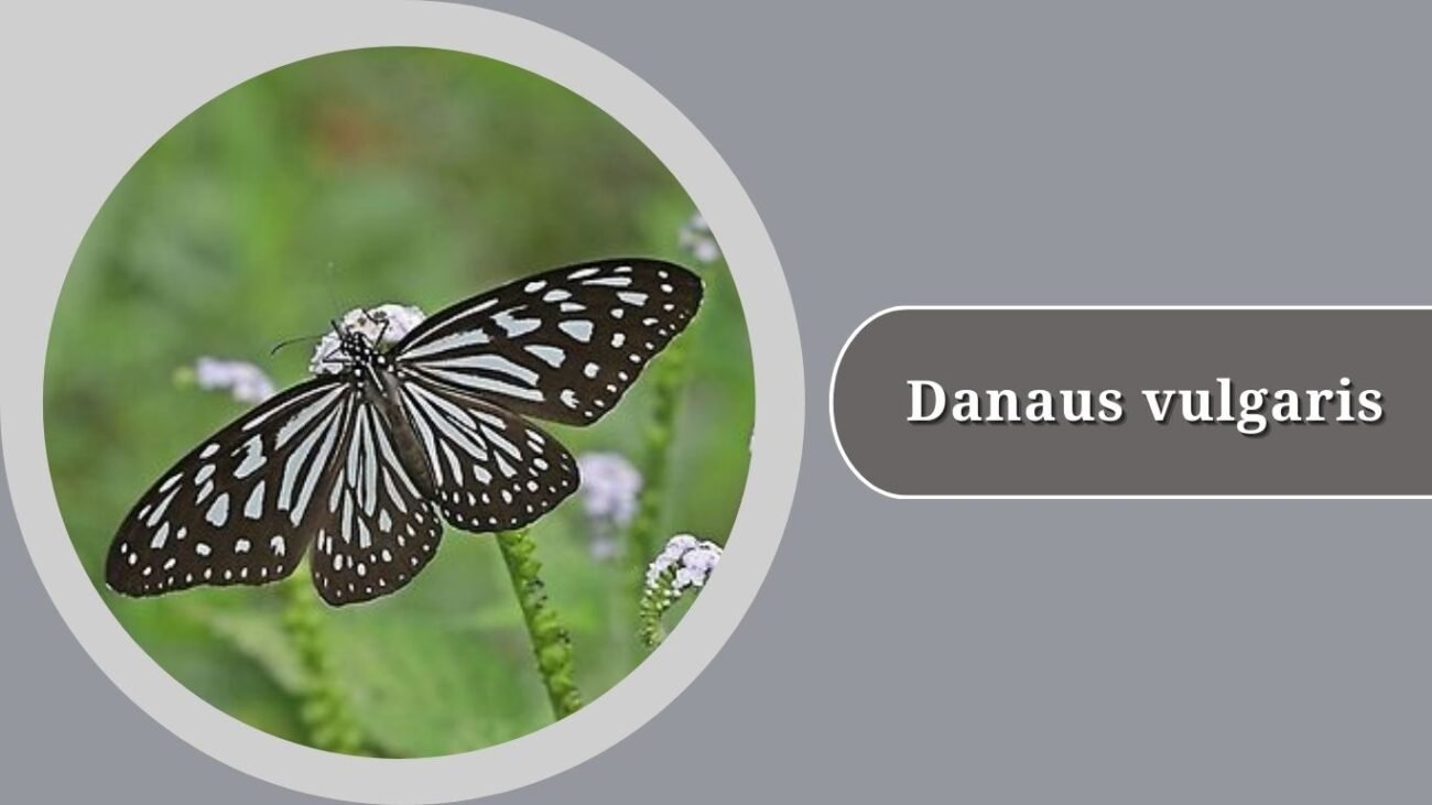 Danaus vulgaris (Common Tiger)