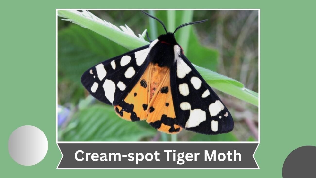 Cream-spot Tiger Moth