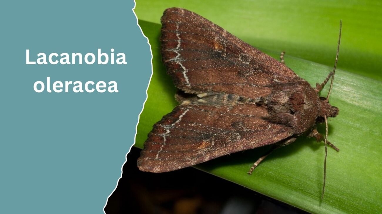 Lacanobia oleracea (Bright-line Brown-eye)