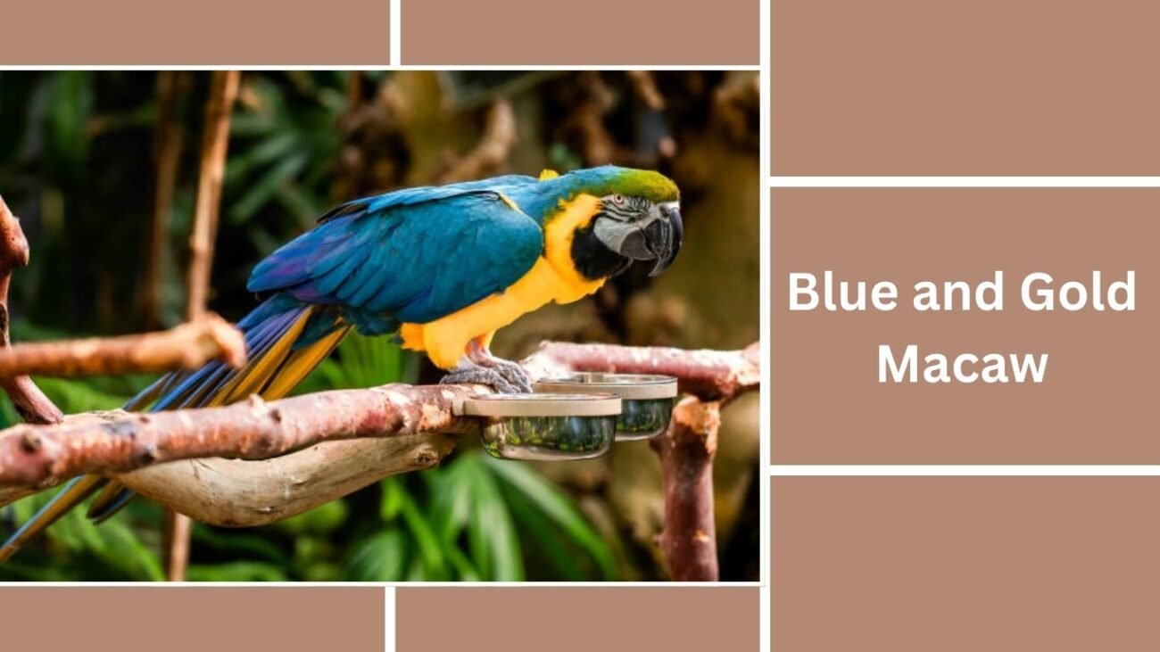 Blue and Gold Macaw