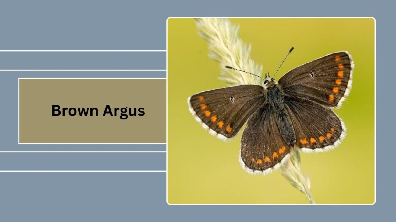 Brown Argus (Aricia agestis)