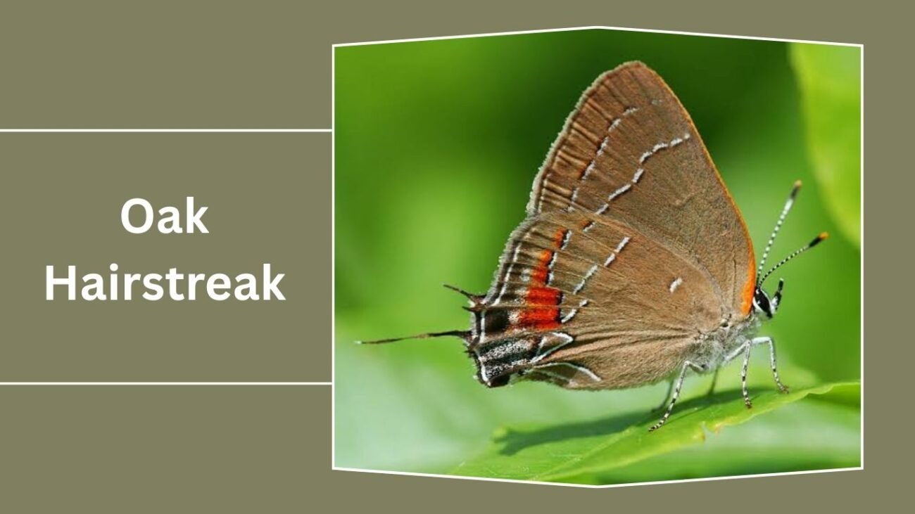 Oak Hairstreak