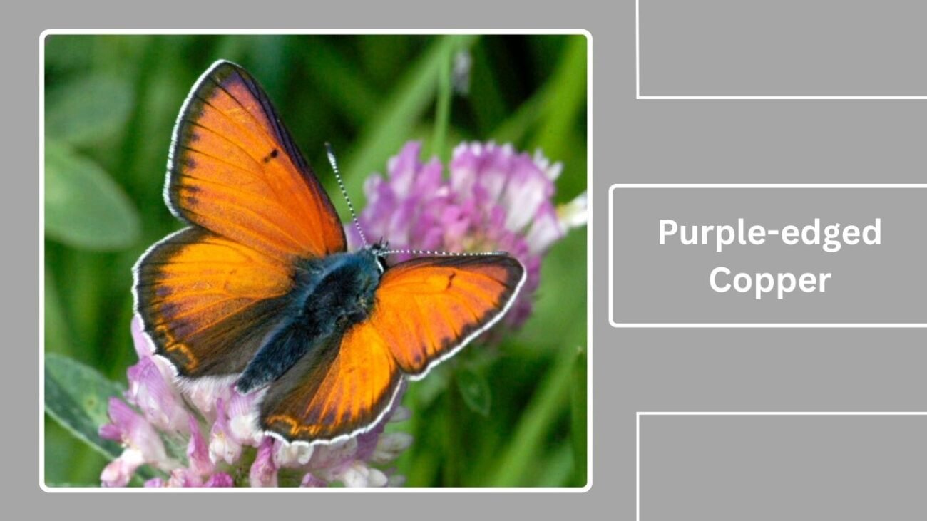 Purple-edged Copper (Lycaena hippothoe eurydame)