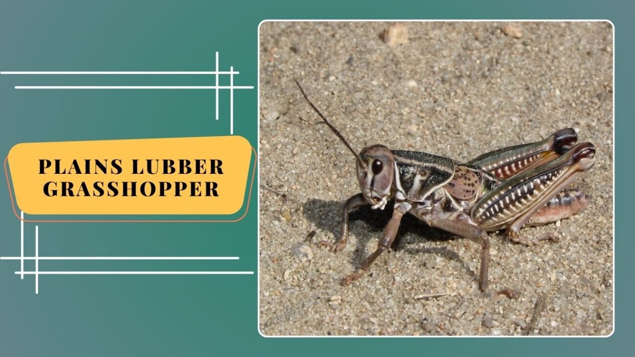 Plains Lubber Grasshopper
