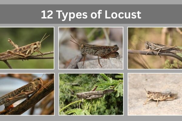 12 Types of Locust