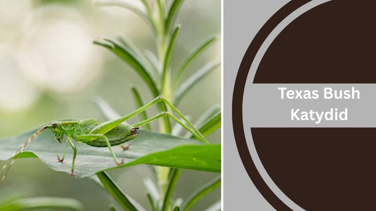 Texas Bush Katydid