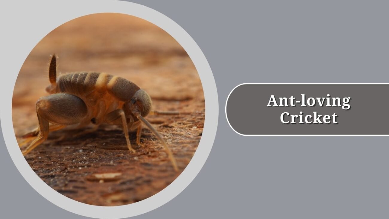 Ant-loving Cricket
