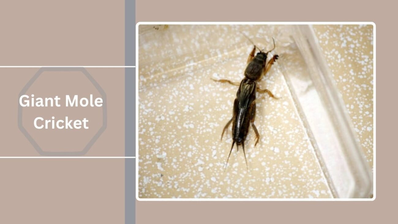 Giant Mole Cricket