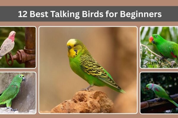 12 Best Talking Birds for Beginners