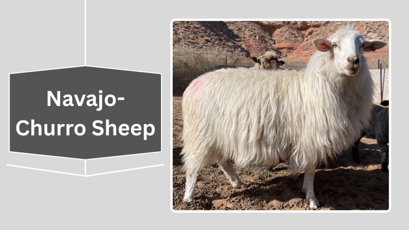 Navajo-Churro Sheep