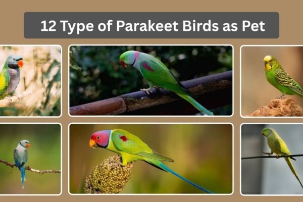 12 Type of Parakeet Birds as Pet