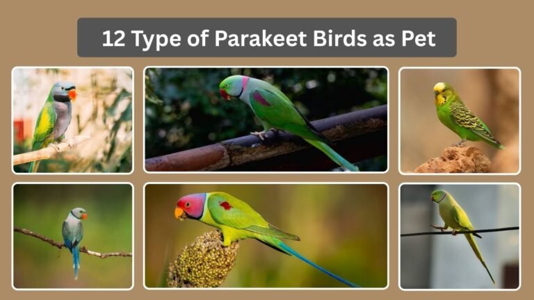12 Type of Parakeet Birds as Pet