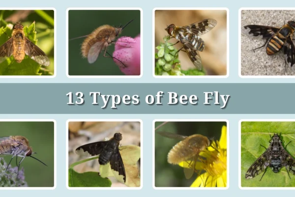 13 Types of Bee Fly Identification With Picture