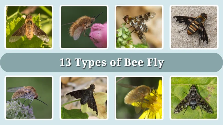 13 Types of Bee Fly: Identification With Picture