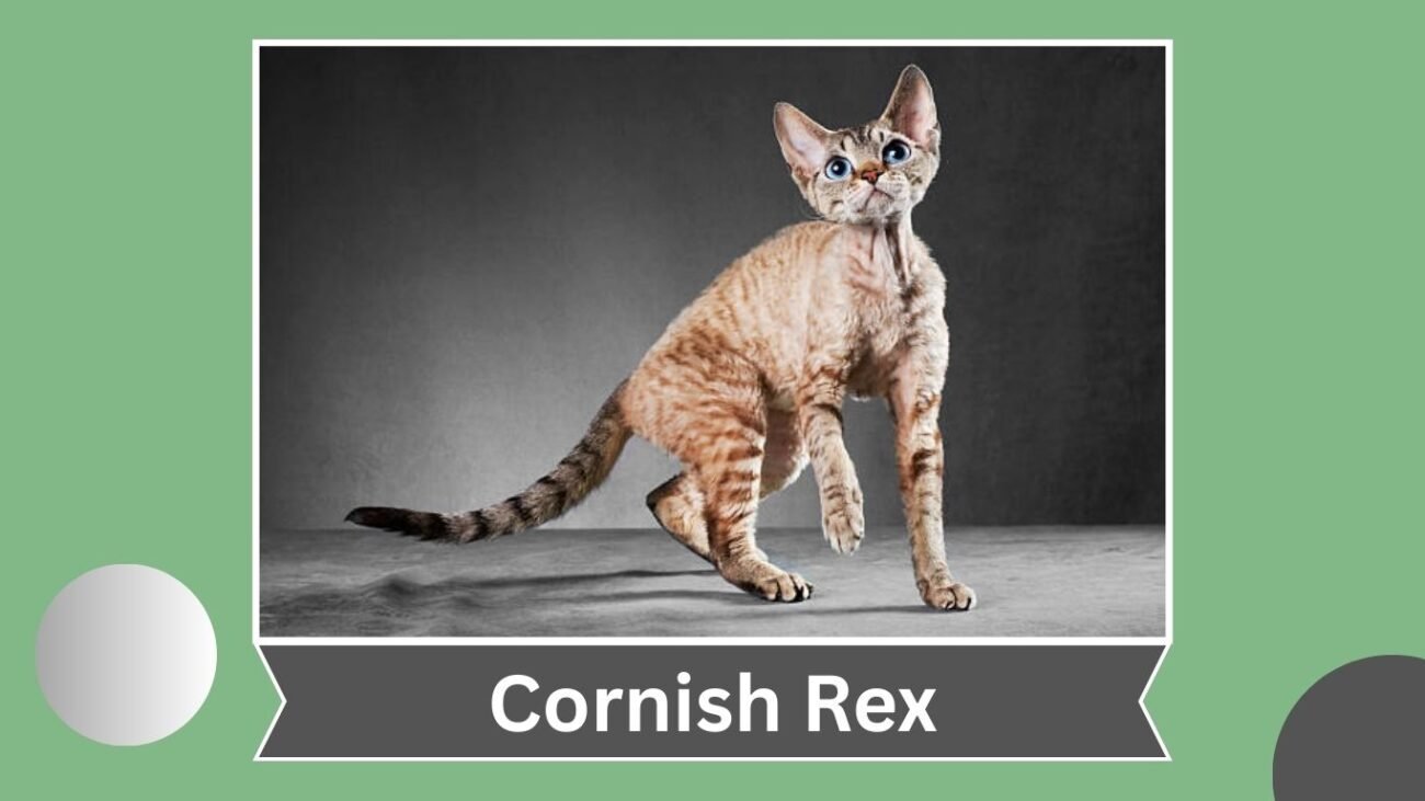Cornish Rex