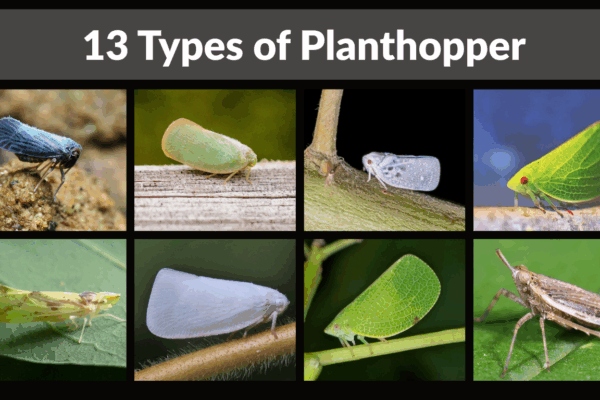 13 Types of Planthopper