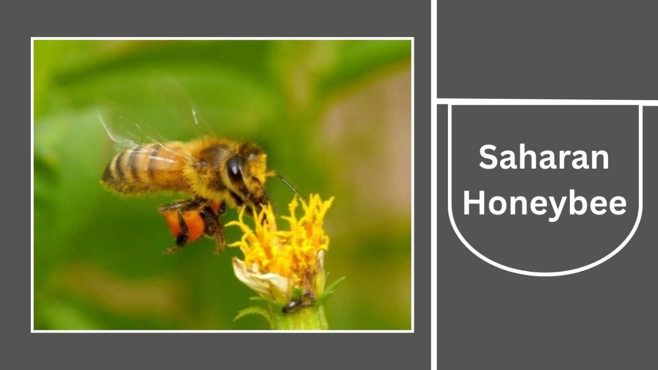 Saharan Honeybee (Apis mellifera sahariensis)