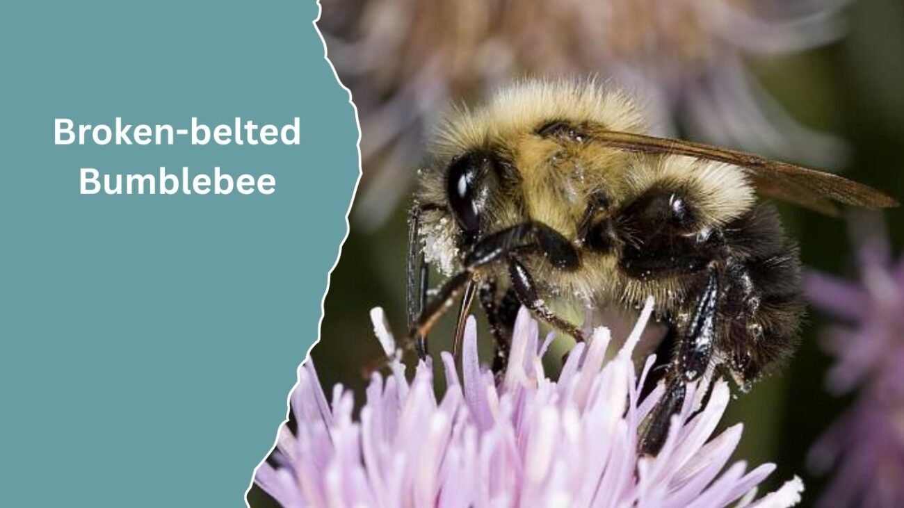  Broken-belted Bumblebee (Bombus soroeensis)