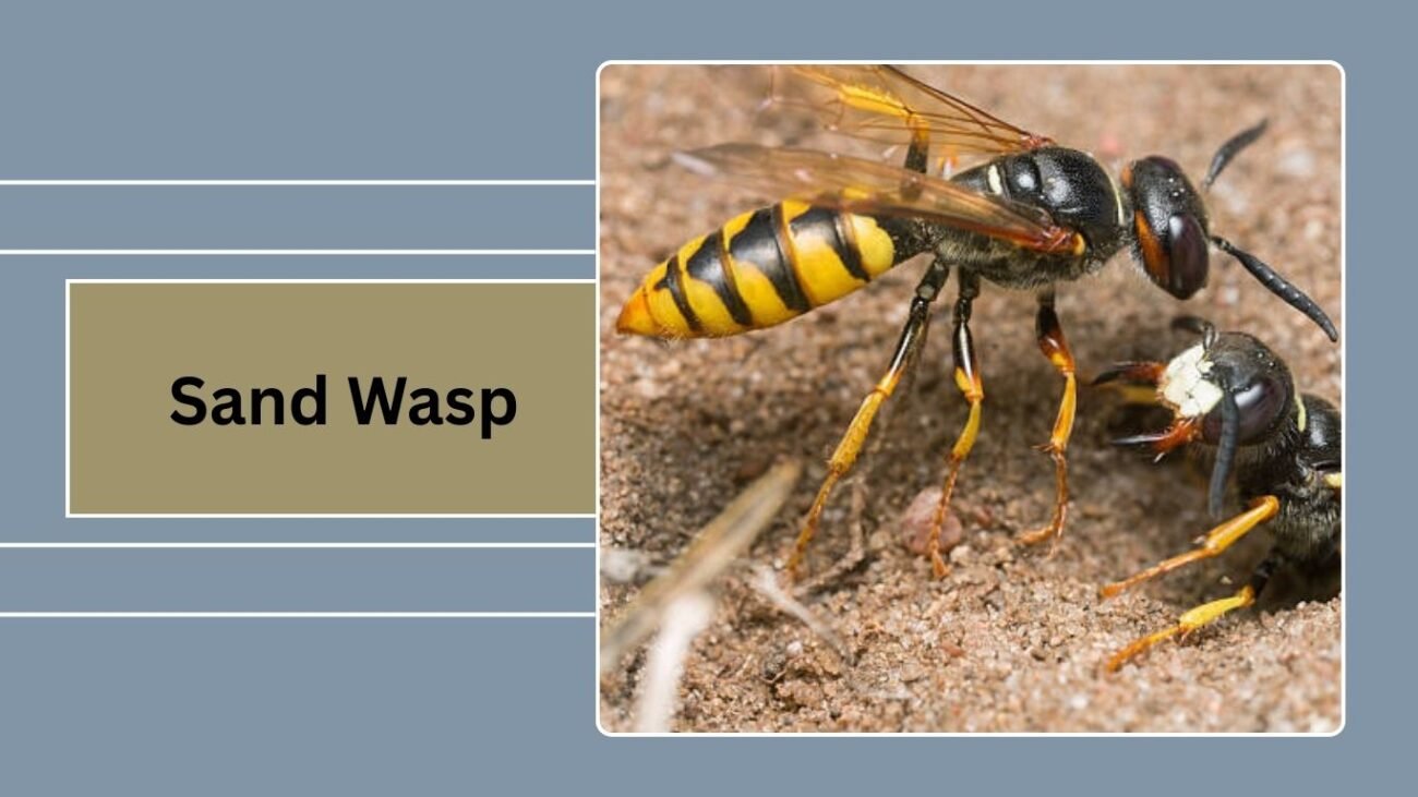 Sand Wasp