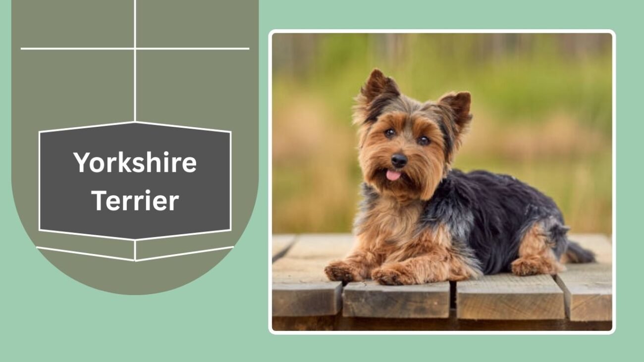 Yorkshire Terrier