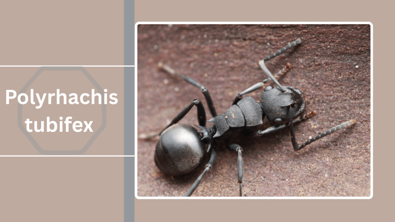 Polyrhachis tubifex