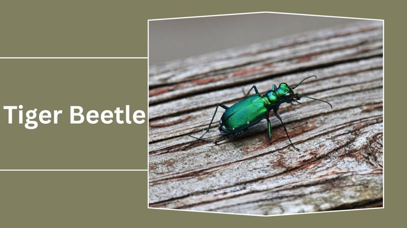Tiger Beetle (Cicindelinae)