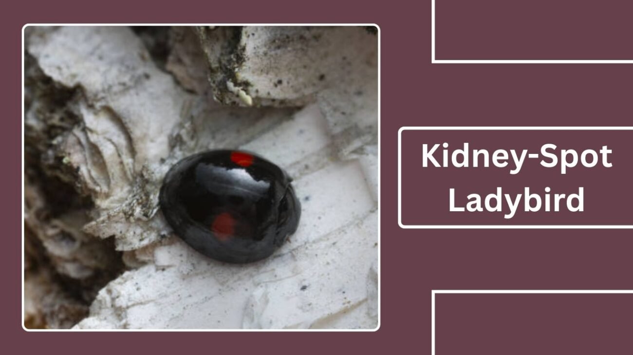 Kidney-Spot Ladybird (Chilocorus renipustulatus)
