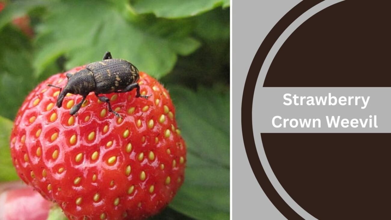 Strawberry Crown Weevil