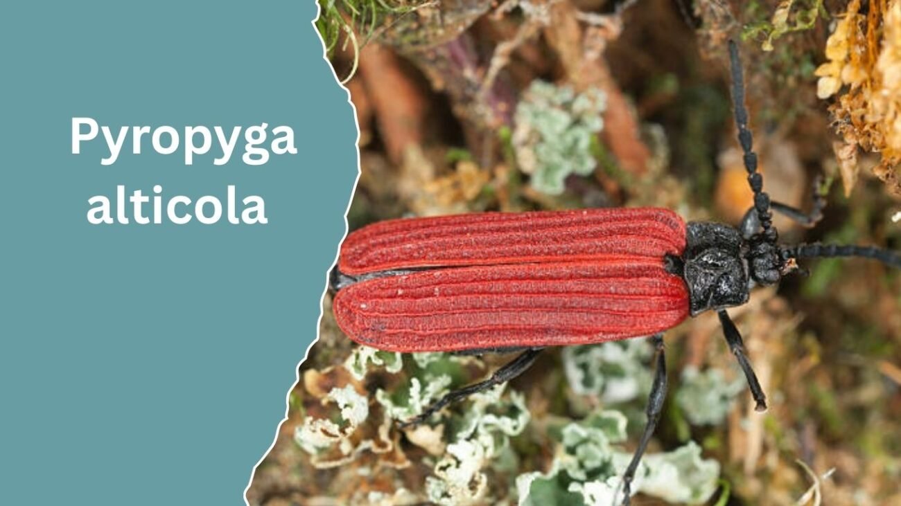 Pyropyga alticola