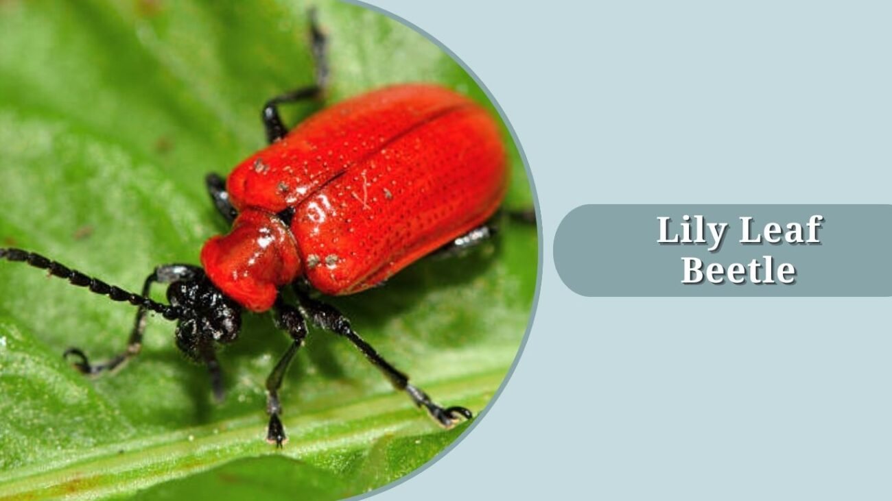 Lily Leaf Beetle