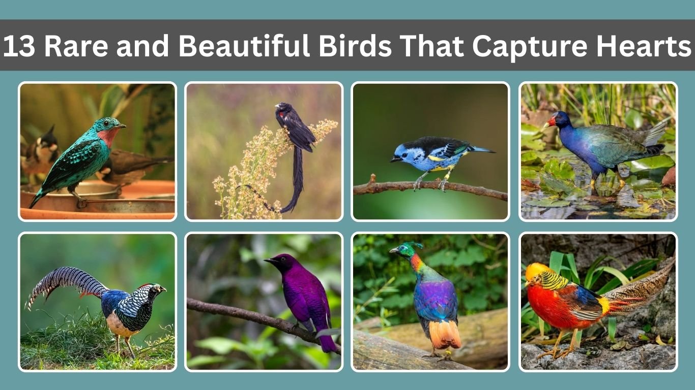 13 Rare and Beautiful Birds That Capture Hearts