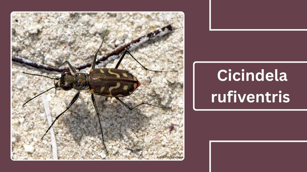 Cicindela rufiventris