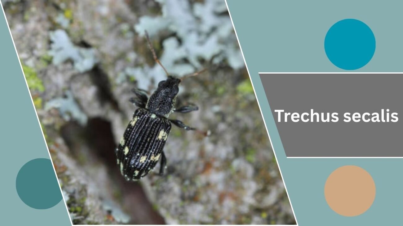 Trechus secalis