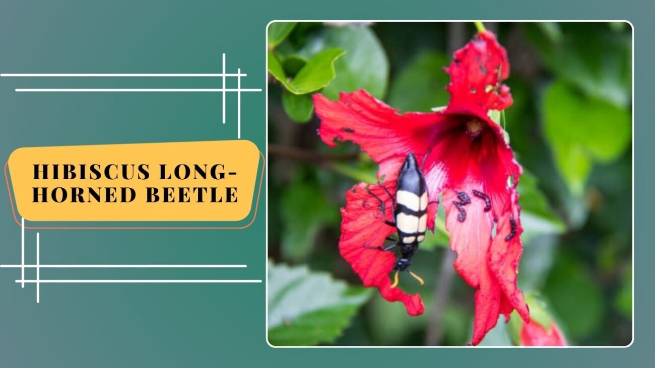 Hibiscus Long-horned Beetle