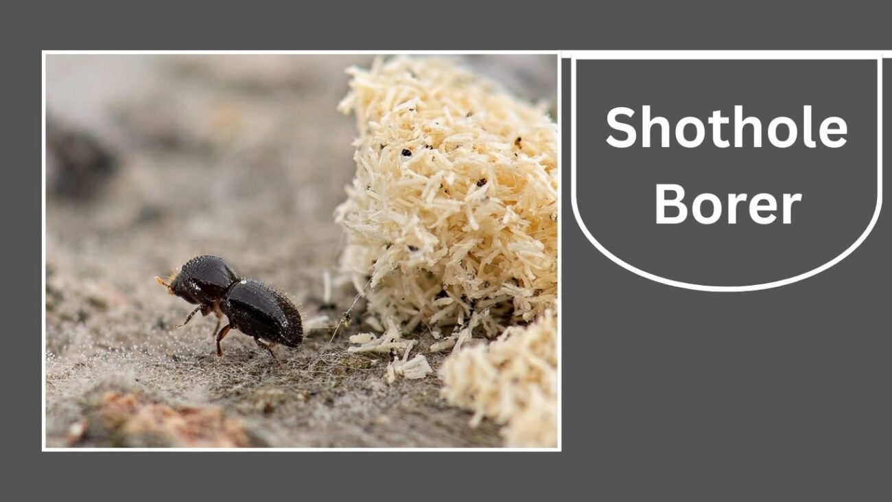Shothole Borer