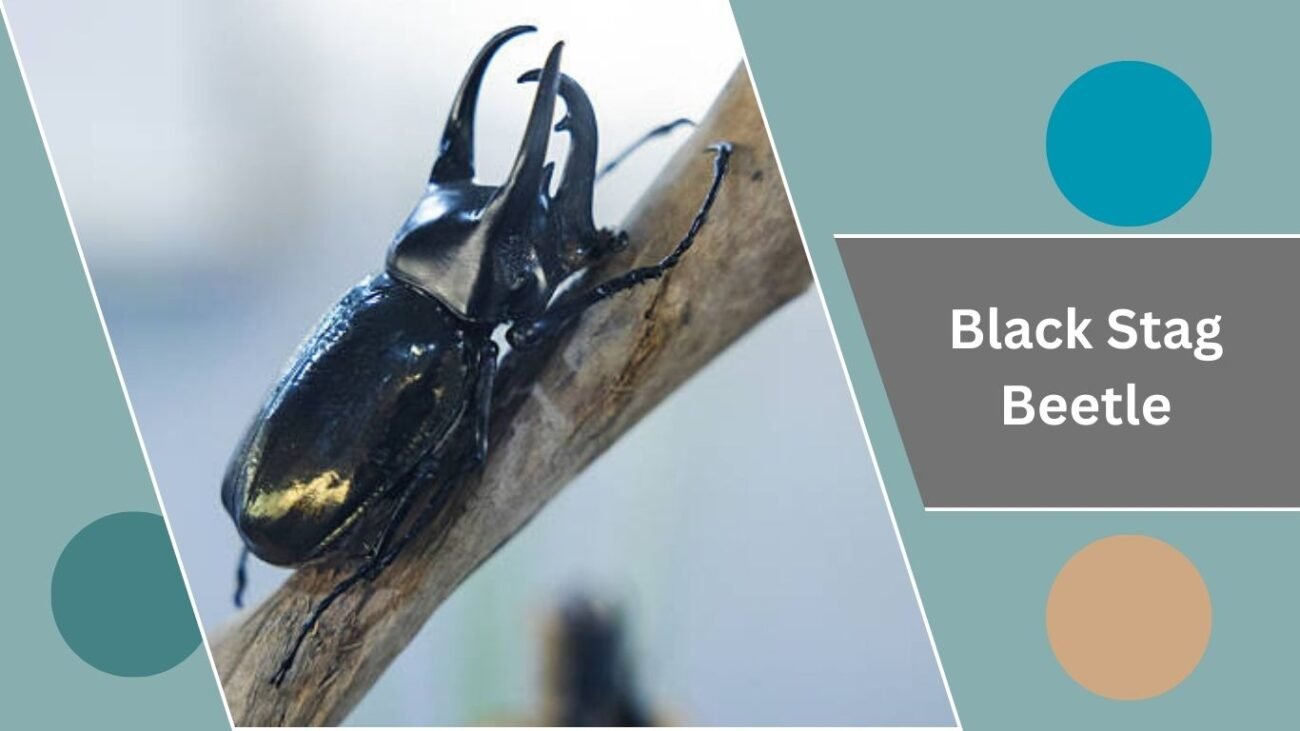 Black Stag Beetle