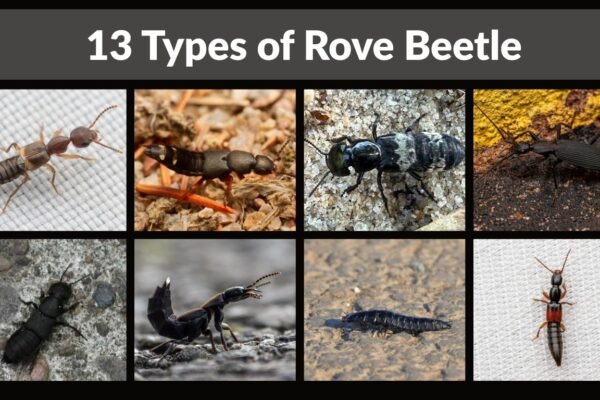 13 Types of Rove Beetle