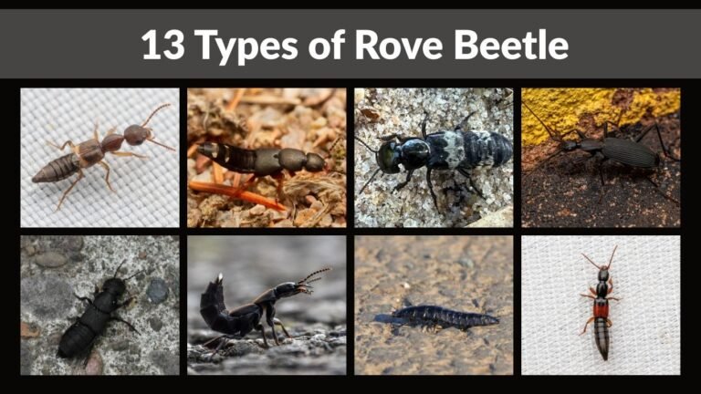 13 Types of Rove Beetle
