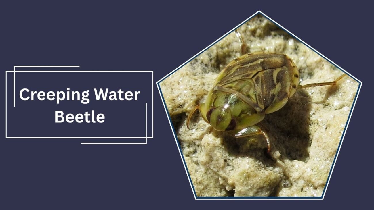 Creeping Water Beetle (Peltodytes caesus)