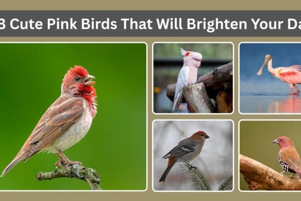 13 Cute Pink Birds That Will Brighten Your Day